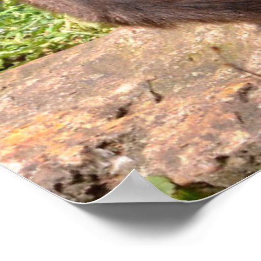 Verschiedene Spinnenaffe, die auf Landurlaub sitzt Poster (Ecke)