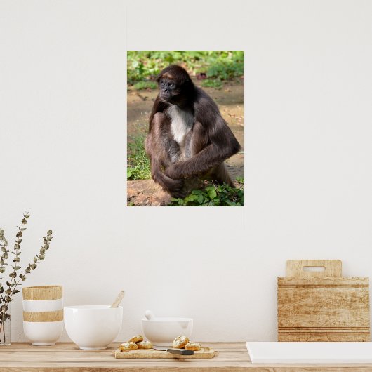 Verschiedene Spinnenaffe, die auf Landurlaub sitzt Poster (Küche)