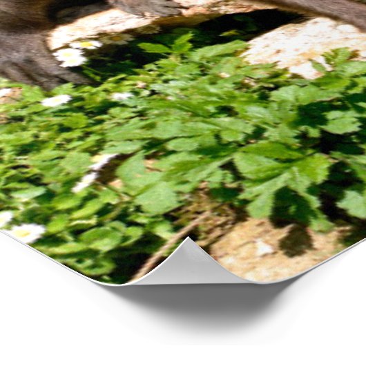 Verschiedene Spinnenaffe schließen Poster (Ecke)