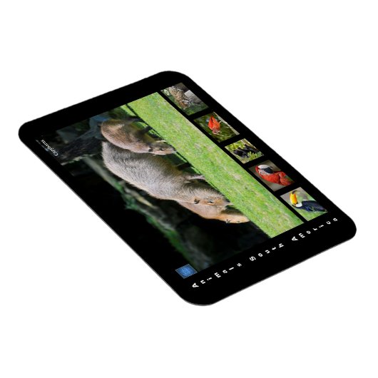 Verschiedene Tiere aus Südamerika Magnet (Rechte Seite)