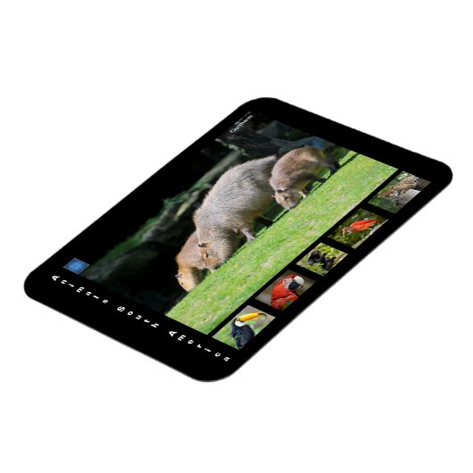 Verschiedene Tiere aus Südamerika Magnet (Linke Seite)