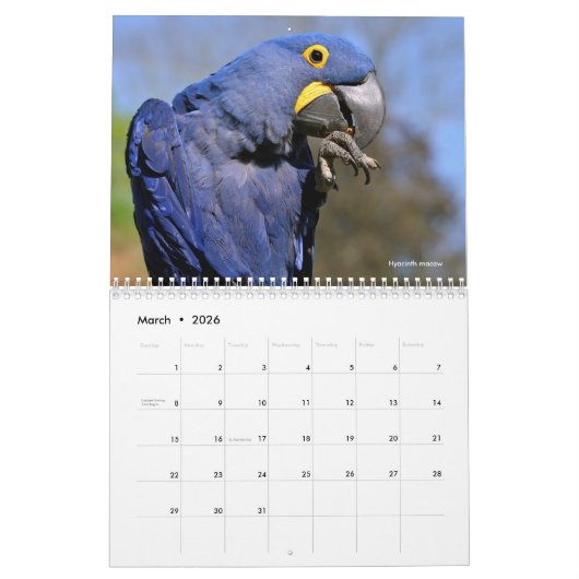 Verschiedene Tiere Südamerikas 12 Monate Kalender (Mär 2026)