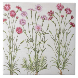 Verschiedene Vielzahl von Dianthus, vom 'Hortus Ey Fliese