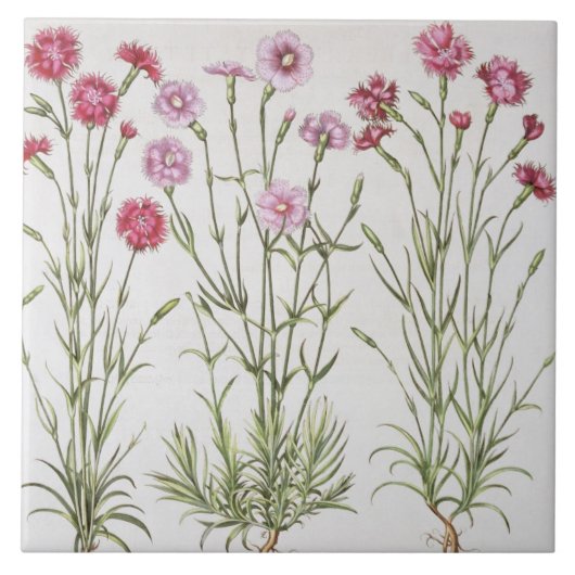 Verschiedene Vielzahl von Dianthus, vom 'Hortus Ey Fliese (Vorderseite)