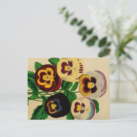 Verschiedene Vintag Zeichnend Stiefmütterchen Postkarte (Stehend Vorderseite)