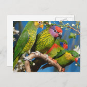 Verschiedene Vögel Postkarte (Vorne/Hinten)