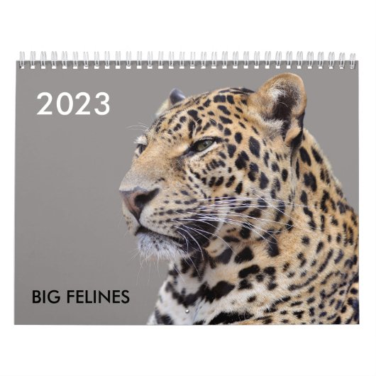 Verschiedener großer katzenähnlicher Kalender (Titelbild)
