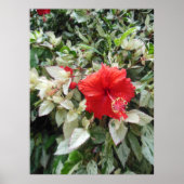 Verschiedener Hibiskus Poster (Vorne)