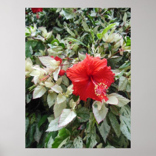 Verschiedener Hibiskus Poster (Vorne)