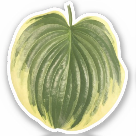 Verschiedenes Hosta Leaf Aufkleber (Vorderseite)