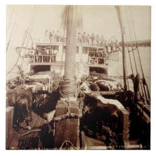 Verschiffen-Vieh auf "W.G. Hall", Hawaii, 1890s Fliese