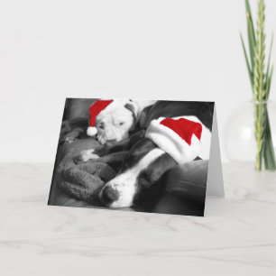 verschlafene Weihnachten Pitbull-Welpen süßer Sant