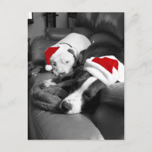 verschlafene Weihnachten Pitbull-Welpen süßer Sant
