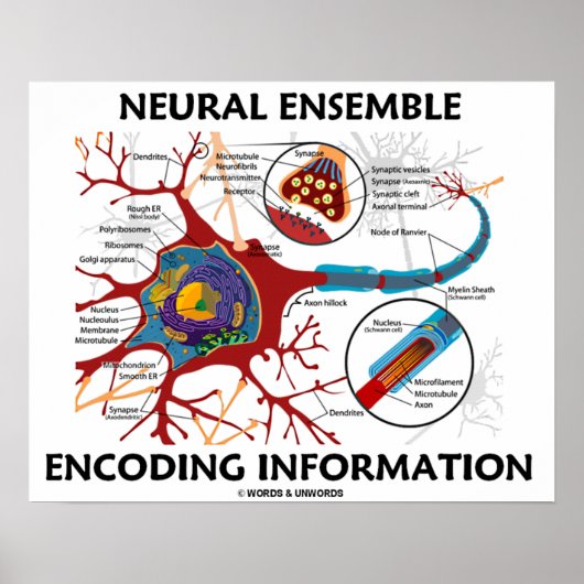 Verschlüsselungsinformationen für neuronales Ensem Poster (Vorne)