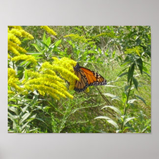 Verschütten Sie den Stab verderben den Schmetterli Poster