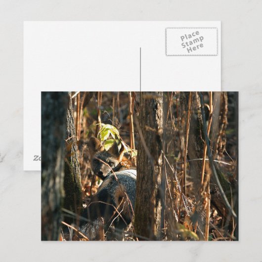 Verschwiegener Fuchs Postkarte (Vorne/Hinten)