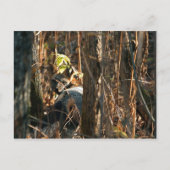 Verschwiegener Fuchs Postkarte (Vorderseite)