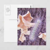 verschwommene Raupe und Pilze Postkarte (Vorne/Hinten)