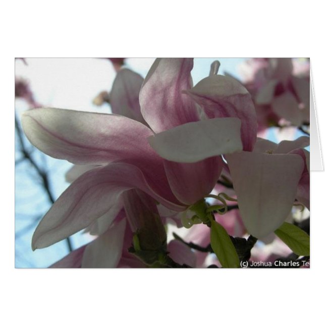 Versenden meiner Liebe mit Blüten (Vorderseite (Horizontal))