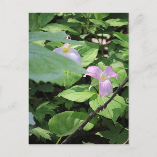Verspätete Saison Trillium Postkarte (Vorderseite)
