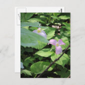 Verspätete Saison Trillium Postkarte (Vorne/Hinten)