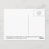 Verspätete Saison Trillium Postkarte (Rückseite)