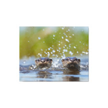 Verspielte Otter, die im Wasserspritzer auftauchen