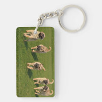Verspielte Shar Pei Welpen