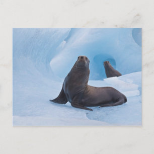 Verspielte Stern-Seelöwen ringen auf Eisberg Postkarte