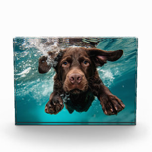 Verspielter Chocolate-Labrador schwimmt unter Wass Fotoblock