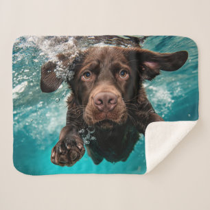 Verspielter Chocolate-Labrador schwimmt unter Wass Sherpadecke