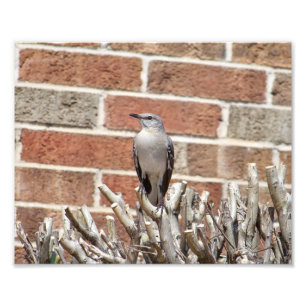 Verspottender Vogel auf Bush vor Fotodruck