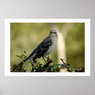 verspottender Vogel Poster