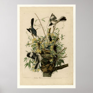 Verspottender Vogel Poster