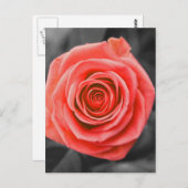 Versprechen-Rose Postkarte (Vorne/Hinten)