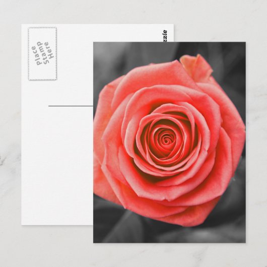 Versprechen-Rose Postkarte (Vorne/Hinten)