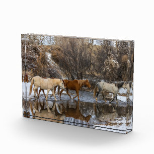 Versteck Pferderanch Fotoblock