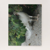 Verstecken des weißen Pfauenpuzzles Puzzle (Vertikal)