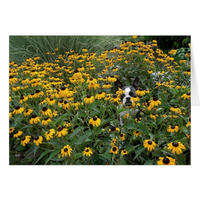 Verstecken im Rudbeckia - Lola B. Boston (Vorderseite (Horizontal))
