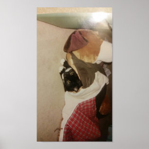 verstecken sich unter einem Deckenkätzchen Poster