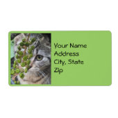 Verstecken von Kätzchenadressen (Vorne)