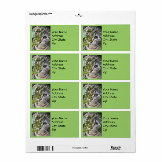 Verstecken von Kätzchenadressen (Vorne)