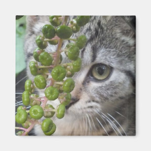 Verstecken von Kitten Magnet