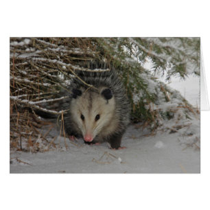 Verstecken von Possum