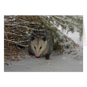 Versteckendes Opossum