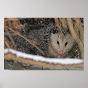 Versteckendes Opossum Poster