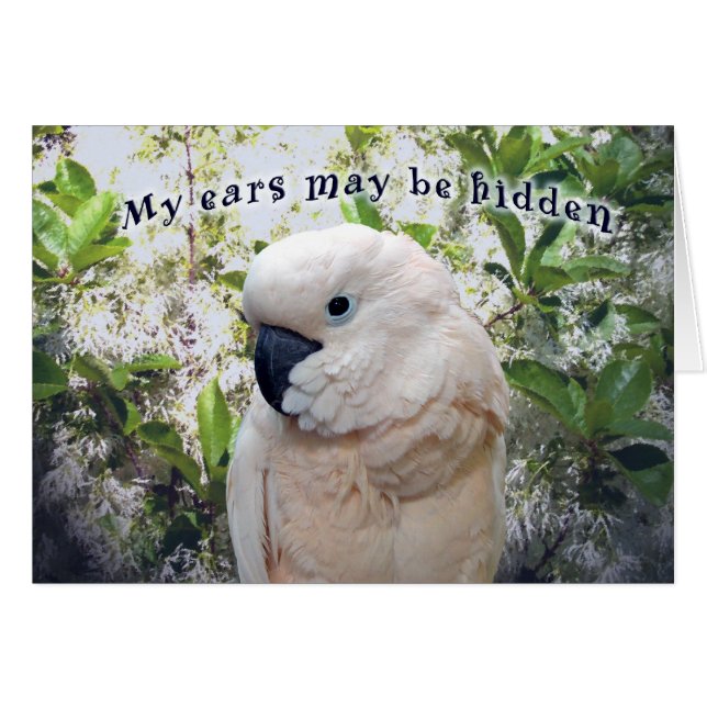 Versteckte Ohren (Vorderseite (Horizontal))