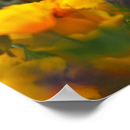 versteckter Mohn Poster (Ecke)