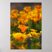 versteckter Mohn Poster (Vorne)