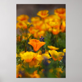 versteckter Mohn Poster